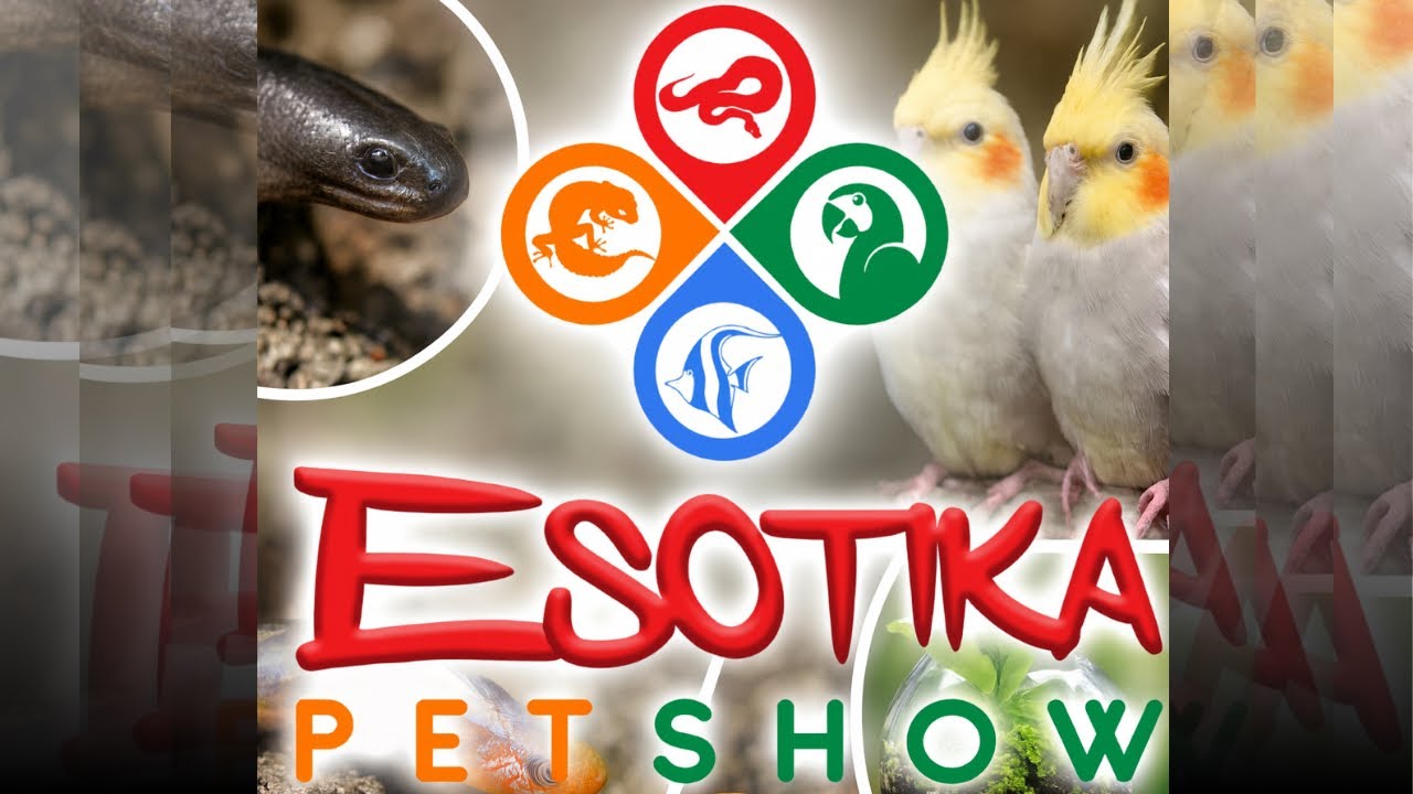 ESOTIKA BUSTO ARSIZIO 2025 🦎🐍 | La Fiera degli Animali Esotici più Grande d’Italia!
