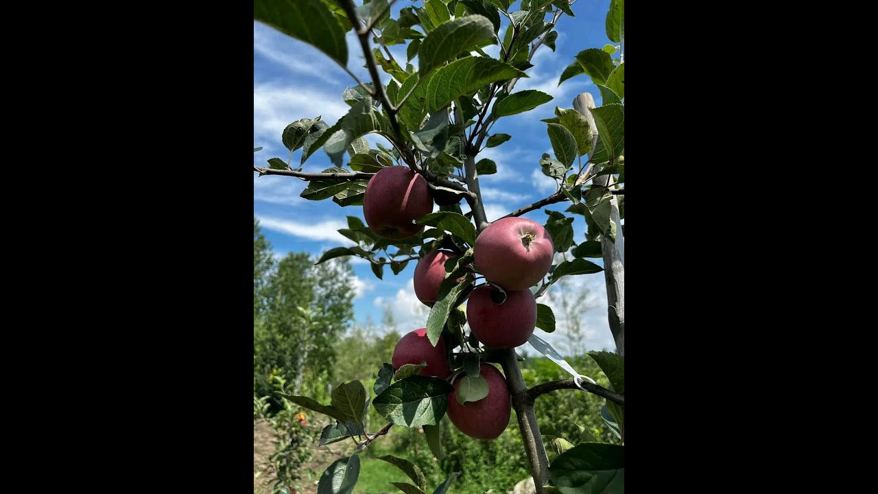 OMG ! They Told us  Apples Can't  Grow  in Kiambu !!  This are the reasons!