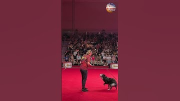 Hand Signal Trained Border Collie #shorts #shortsvideo #shortsfeed #doglover #dogtraining #youtube