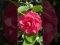 Beautiful Camellia #nature #relaxing #flowers #camellia #bloom #shorts