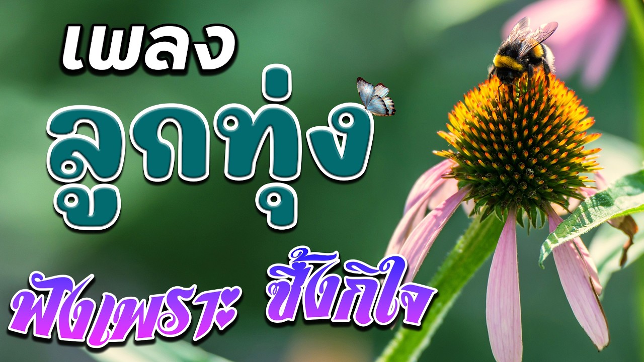 ลูกทุ่ง ฟังเพราะซึ้งกินใจ รวมเพลงฟังเพราะ - ฟังเพลินทั้งวัน คัดมาพิเศษ #เสียงดี #เพลงลูกทุ่งมาแรง