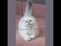 Amazing kitty! Highland Fold Milkaholic Laetitia Casta
