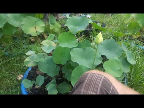 Video: Lotus Vine Care – kaip auginti lotoso vynmedžių augalus