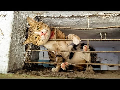 Video: Kitty Care veelgestelde vragen: snelle antwoorden op 4 veelgestelde vragen over kattenbenodigdheden