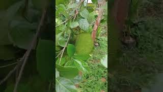 Thailand pink jackfruit