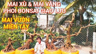 (@BÌNH zalo_#0704798882)#Mai xù+vàng phoi bonsai GL 22/5/2024 ĐC:Q.Thốt Nốt, TPCT