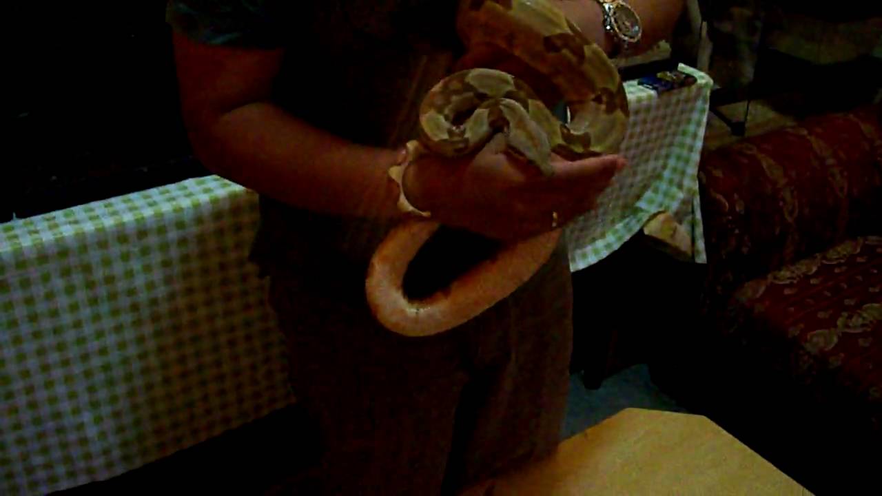 2010-03-31 Super Salmon Boa