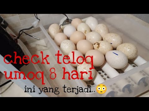 Video: Itik Terbaik untuk Menempatkan Telur