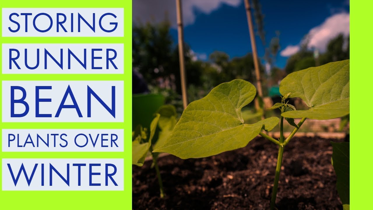 How to Store Runner Bean Plants Over Winter Oct 2018 YouTube
