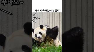 씨에 사육사님이 부른다 푸바오근황 (05.24)#푸바오근황  #panda #animals