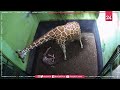 Bali zoo names newborn baby giraffe corona