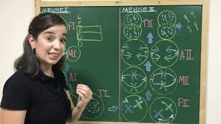 Meiose 1 meiose 2