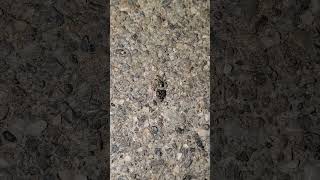 Spider wrapping up an ant
