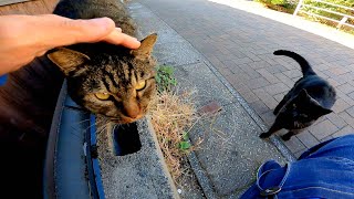 猫島で道路で立ち止まると道路脇から野良猫がゾロゾロ集まってきて楽しい