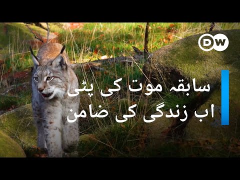 سابقہ موت کی پٹی، اب زندگی کی ضامن | DW Urdu