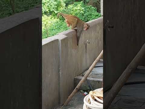 monkeys  #performance  #different  #activities  #shorts