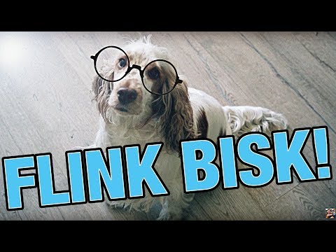 Video: 5 Sjove Fakta Om Verdens Smarteste Hund