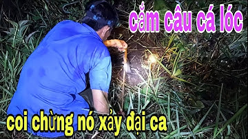 Chuyện Hy Hữu Trong Đời Cắm Câu Cá Lóc Ở Sông Tiền Mà Gặp Cảnh Như Vậy # SĂN BẮT ĐỒNG THÁP #