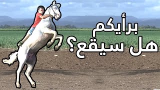 خيل وخيالة - Knight Horses خيل وخيالة - Knight Horses