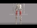 Hamstrings series part 1  semitendinosus basics 4k animation