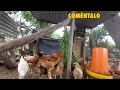 🌿🌾 Mis GALLINAS comen este PASTO 🐓🐔 y vamos x Agua de MANANTIAL, el Chacalito🐕está feliz, más huevos