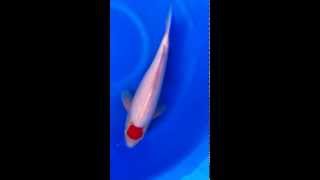 IMG 0302