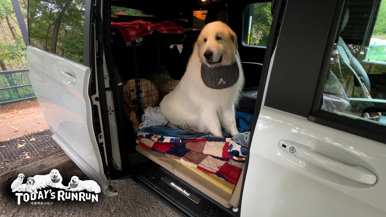 ルンルン号の席替えをして広いスペースで快適になったアランです　Great Pyrenees　グレートピレニーズ