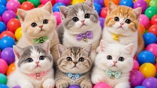ANAK KUCING MEONG MEONG || KUCING OLAHRAGA || MEOWING KITTEN ||  THE MEOW-MEOW CAT SONG
