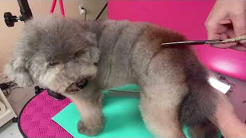 Creative Dog Grooming Spiral - Setting the Spiral ...