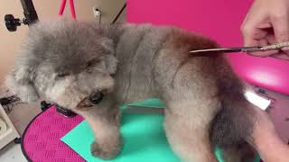 Creative Dog Grooming Spiral - Setting the Spiral w/ Deb Compton