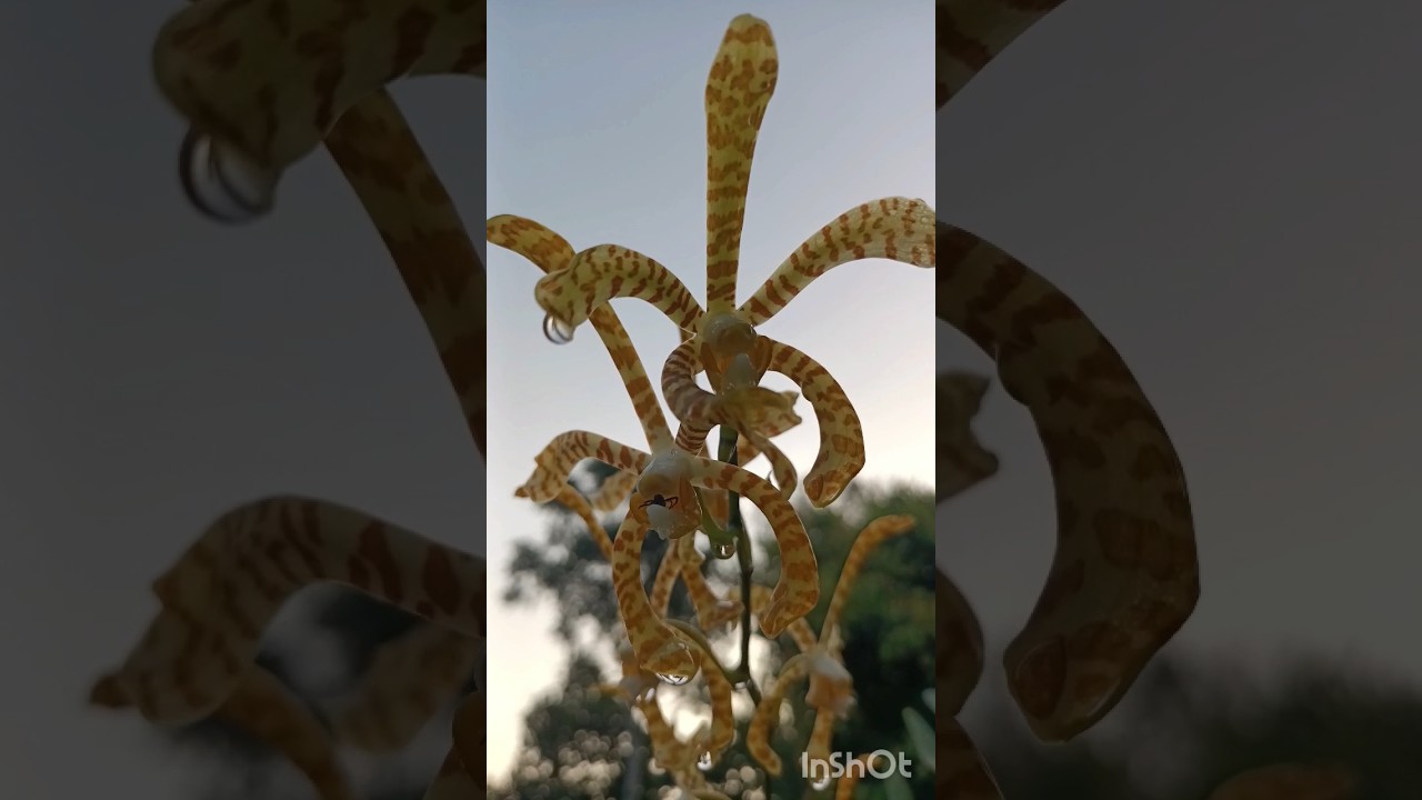 🕷️ in Spider Orchids 😍