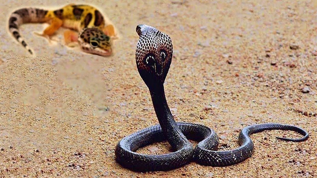 عندما تغضب الافعى انظروا ماذا حدث !! Snake Vs Chameleon YouTube