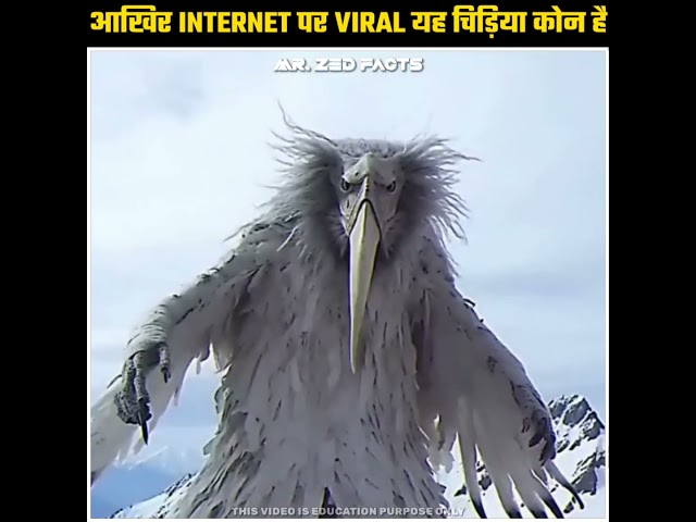 Internet पर Viral हो रही खतरनाक Bird 🤔👀 | Reality Of Opium Bird #shorts class=