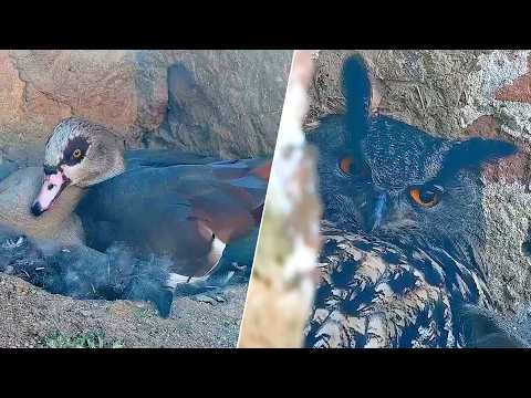 Eifel Rare Truce March 5-6 2026 live cam preview