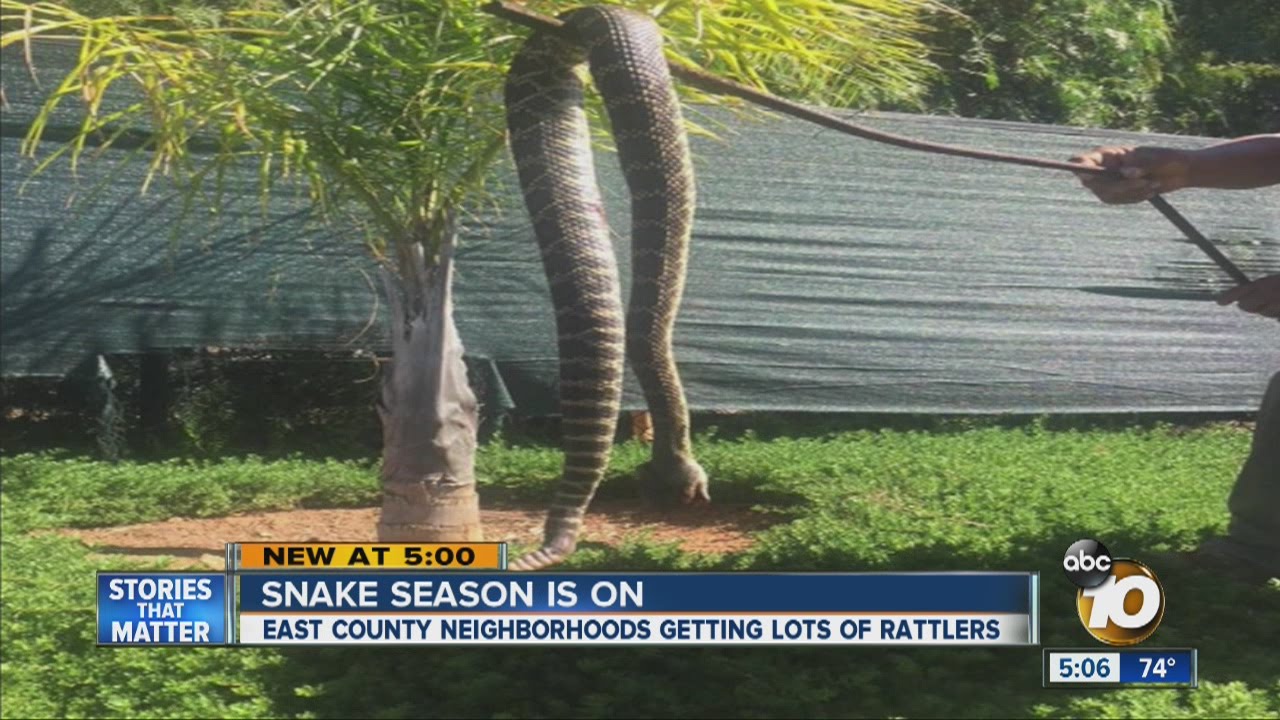 Giant rattlesnake discovered in Alpine backyard YouTube