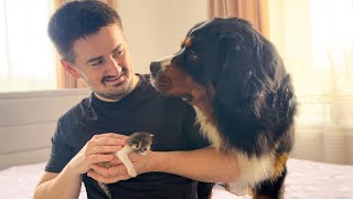 Bernese Mountain Dog is Shocked by Baby Kitten