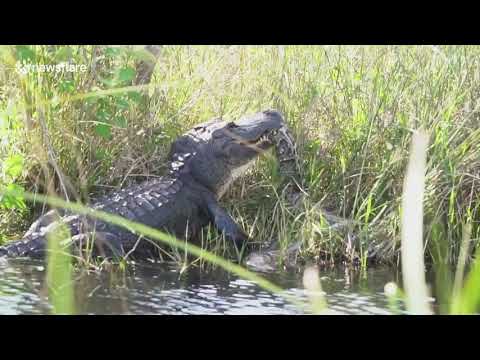 Clash of the Titans! Huge alligator battles with 16-foot python "subscribe PLEASE"