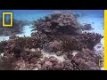 New Species Found at Great Barrier Reef | National Geographic