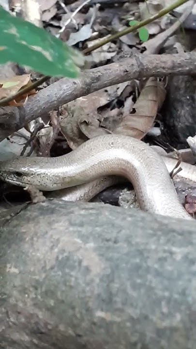 Веретінниця ламка (Anguis fragilis) - не змія, а безнога ящірка #nature ...