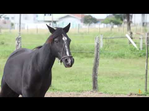 LOTE 19 - GUAPURUMA TABERNA