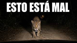 Algo Cambió En Los Jaguares Del Sur De México — y Nadie Sabe Por Qué Cuanto Corre Un Jaguar