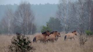 Przewalski's Horses in Chornobyl Zone