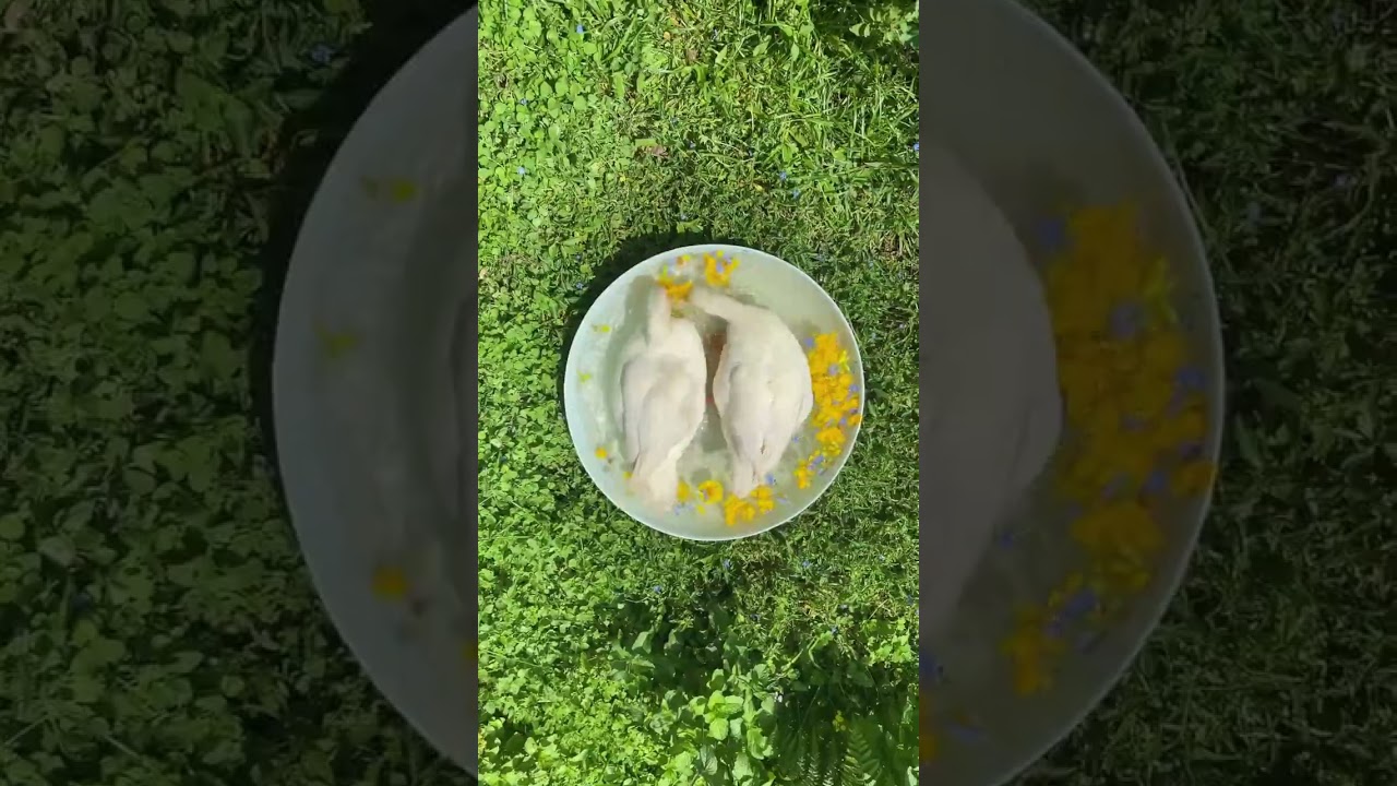 Rubber duckies in a tub 