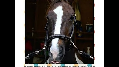 7 fun things to do at the barn when you can't ride
