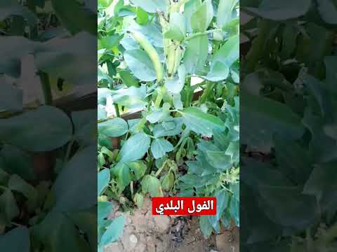 الفول البلدي   الفول