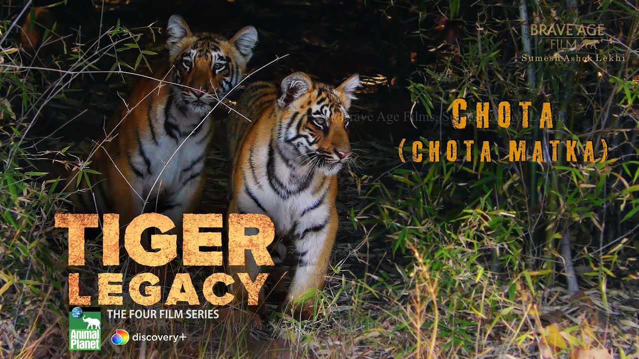 Little Chota Matka & Chand are introduced in our 4 film series TIGER LEGACY Animal Planet &Discovery