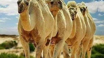 سورة هود بصوت الشيخ عبد الهادي احمد كناكري 🕋🕋🕋🕌🕌🕌