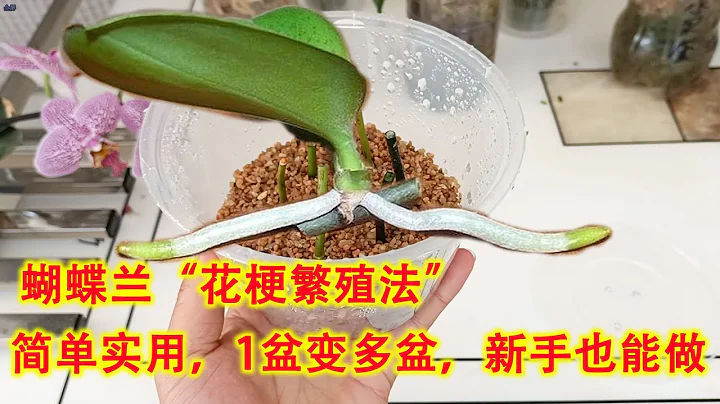 蝴蝶兰“花梗繁殖法”简单实用，1盆变多盆，新手也能做！（阿涛养花158期） - 天天要闻