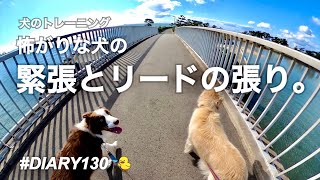 【怖がりな犬にできること】不安や緊張とリードの張りの関係性。