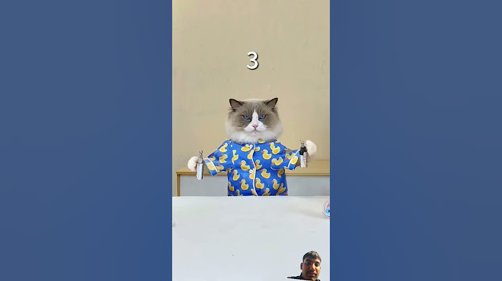 Puff's Kung Fu stick session: Epic moves,hilarious fails! #PufffThekungFuCat